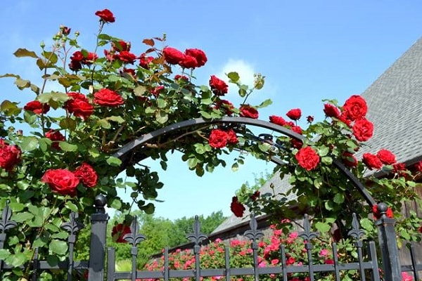Cách trồng và chăm sóc hoa hồng trong chậu