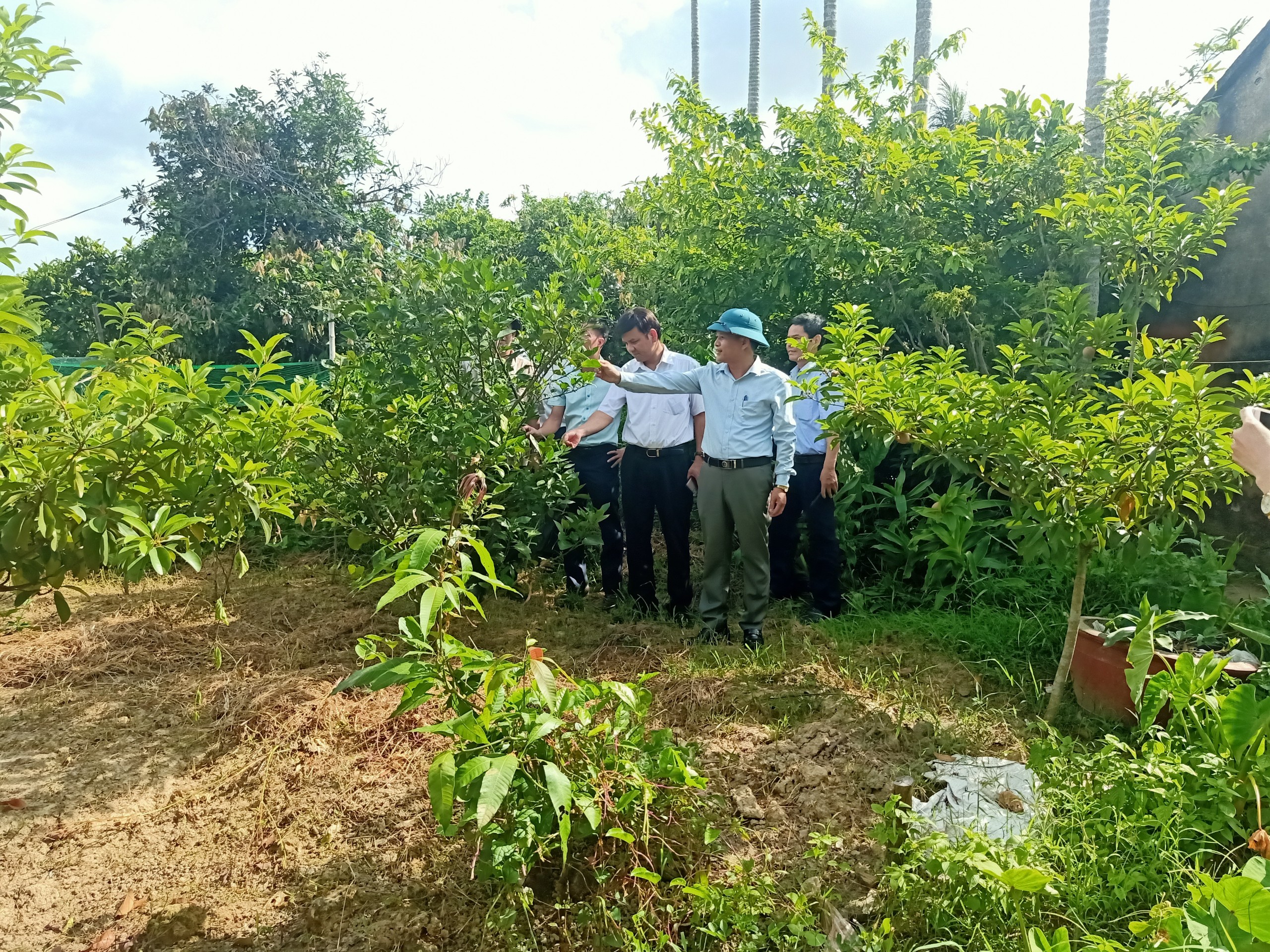 Cán bộ các Sở NN&PT-NT, Kh&CN và xã Đặng Cương khảo sát tại cây cam vườn ông Súy