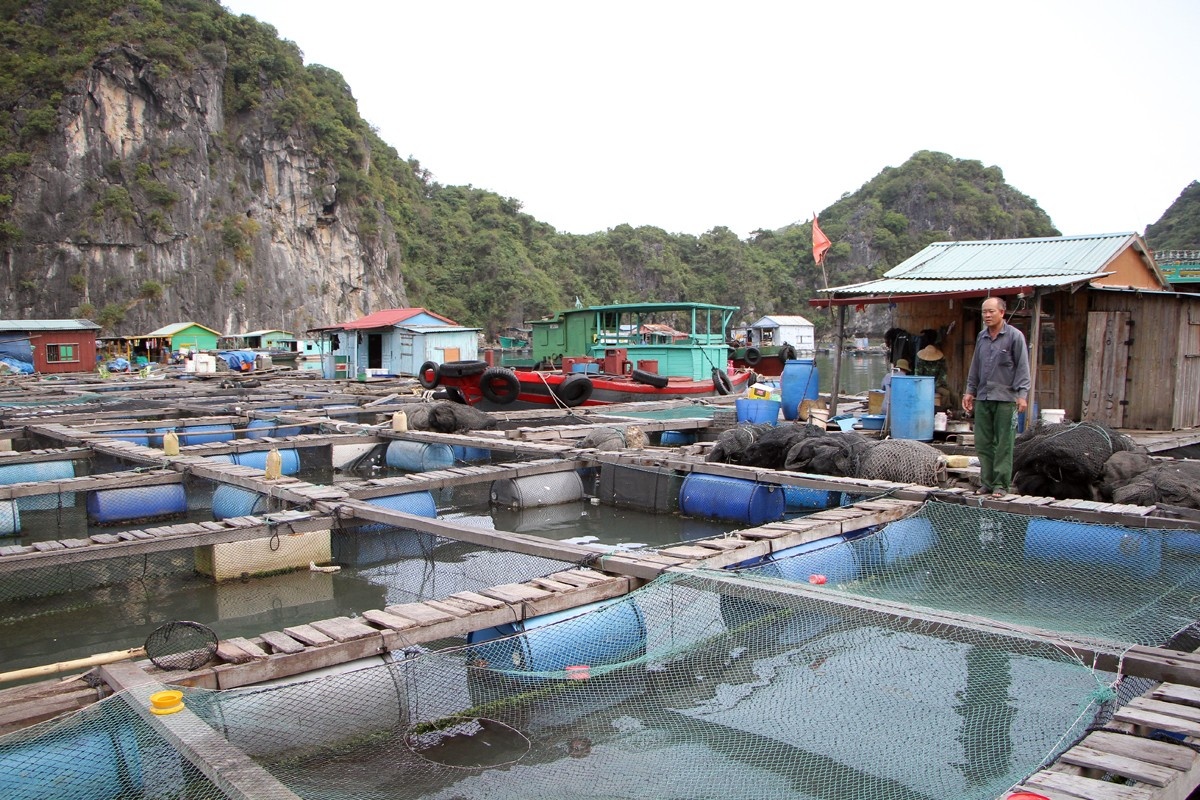 Các hộ dân NTTS trên vịnh trung tâm Cát Bà cơ bản đồng thuận chủ trương di chuyển  