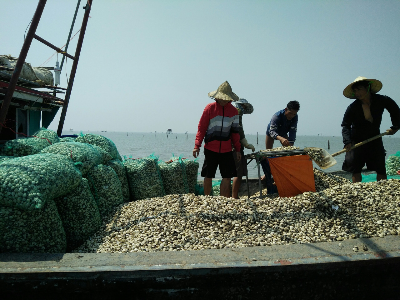 Với lợi thế hơn 9 km đường bờ biển, tại xã Vinh Quang hình thành nhiều ngư trường nuôi ngao tại biển luôn tiềm ẩn nguy cơ mất ANTT.