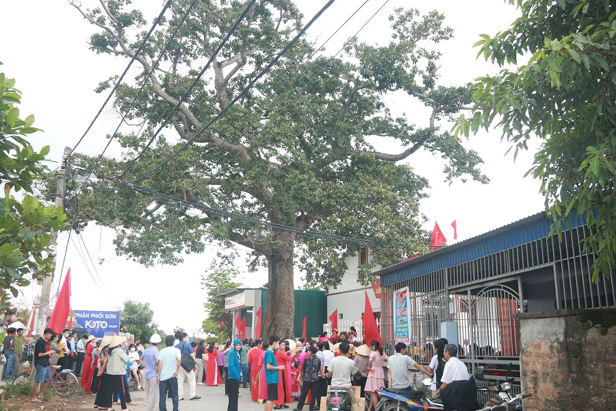 Cây đa có tuổi đời hơn 500 năm gắn bó với lịch sử của địa phương, đây cũng là cây cổ thụ thứ 3 được vinh danh là cây di sản Việt Nam 
