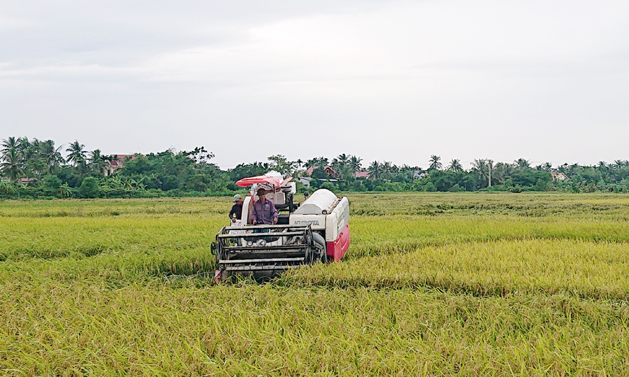 2-	Người dân xã Vĩnh An, huyện Vĩnh Bảo thu hoạch lúa mùa năm 2021 trong sáng 13-10.