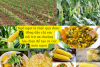 Kỹ thuật trồng, chăm sóc ngô ngọt cho năng suất cao, chất lượng tốt