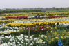 Ứng dụng tiến bộ KHKT trong sản xuất hoa cúc gắn du lịch sinh thái: Hướng đi mới cho nhà nông