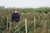 Quận Dương Kinh: Người dân trồng hoa và cây cảnh tất bật chuẩn bị phục vụ Tết