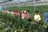 Nông nghiệp Hải Dương hướng đến tăng trưởng xanh, bền vững và thích ứng với biến đổi khí hậu