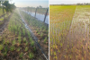 Chủ động phòng tránh xâm nhập mặn bảo vệ lúa, rau màu huyện Tiên Lãng
