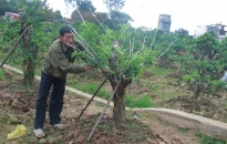 Hội Nông dân thành phố: Giúp 379 hộ nông dân thoát nghèo
