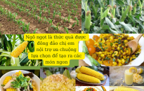 Kỹ thuật trồng, chăm sóc ngô ngọt cho năng suất cao, chất lượng tốt