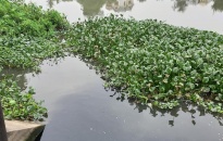 Thau đảo nước hạn chế nguồn ô nhiễm xâm nhập sông Rế
