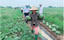 Trạm Khuyến nông Kiến Thuỵ: Chung tay “biến” ruộng hoang thành vùng sản xuất tập trung