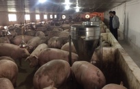 Giá thịt lợn hơi tăng 54% 
