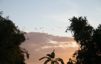 Lý giải hiện tượng chim, cò bay về đảo Bầu tại huyện An Lão 