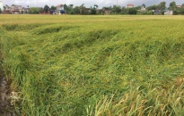 20 ha lúa tại huyện Tiên Lãng bị đổ do mưa gió 