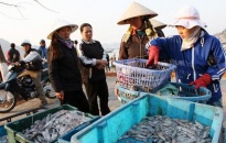 Xây dựng Trân Châu thành cảng cá thông minh, hiện đại gắn với du lịch