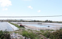 Phường Hải Thành (Dương Kinh): Sản lượng nuôi trồng thủy sản đạt hơn 39 tấn