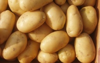 Chọn khoai tây tốt cho sức khỏe