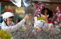 Quận Hồng Bàng: Khai mạc chợ hoa Xuân 2018