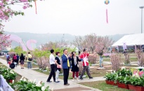 Lễ hội hoa Anh đào - Mai vàng Yên Tử tổ chức sớm hơn 2 ngày
