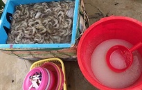 Thu giữ 360kg chất phụ gia bảo quản hải sản nhập lậu
