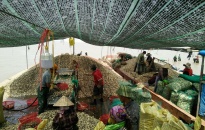 Đề xuất thu tiền thuê đất có mặt nước đối với các hộ nuôi ngao tại Tiên Lãng 