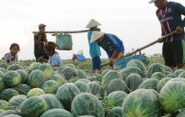 Sản xuất nông sản ở Tiên Lãng: Gian nan 'được mùa mất giá' 