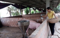 Giá lợn hơi tăng kỷ lục và những cảnh báo