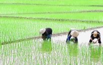 Huyện Vĩnh Bảo: Phấn đấu đến 20-7 hoàn thành gieo cấy vụ mùa 