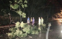 Lực lượng CSGT Công an quận Đồ Sơn:  Dọn cây đổ ngay trong đêm đảm bảo ATGT mùa mưa bão