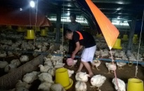 Dự án Cạnh tranh ngành chăn nuôi & An toàn thực phẩm: Phấn đấu chứng nhận GAHP cho 20 tổ, nhóm