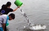 Đoàn phường Vạn Sơn: Thả cá tái tạo nguồn thuỷ sản cho biển Đồ Sơn