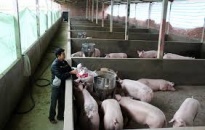 Quảng Ninh: Kết quả ngăn chặn Dịch tả lợn Châu Phi