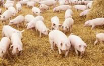 Chưa ghi nhận ca bệnh dịch tả lợn châu Phi tại Nam Định 