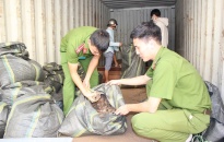 Chiến công xuất sắc của Phòng Cảnh sát Kinh tế CATP: Phát hiện container gỗ chứa vảy tê tê nhập lậu