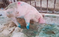 Chủ động phòng chống dịch bệnh lở mồm long móng trên đàn lợn nuôi