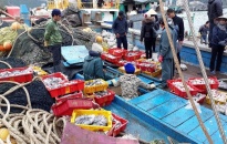 Xử lý nghiêm các trường hợp khai thác hải sản bất hợp pháp