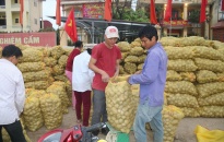Huyện Tiên Lãng: Có 150 ha khoai tây được bao tiêu sản phẩm 
