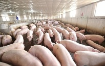 Quận Đồ Sơn: Chủ động khống chế, ngăn chặn bệnh Dịch tả lợn Châu Phi
