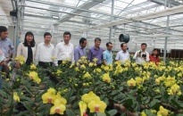 Giải pháp phát triển sản xuất hoa bền vững vùng Đồng bằng sông Hồng