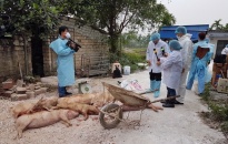 Trên 867 tấn lợn các loại buộc phải tiêu hủy do nhiễm dịch tả lợn Châu Phi