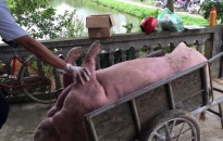 Quận Đồ Sơn: Tiêu hủy ngay đàn lợn bị nhiễm dịch tả lợn Châu Phi