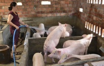 Dư nợ cho vay ngành chăn nuôi lợn đạt gần 780 tỷ