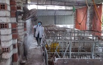 Dành 139.440 lít hóa chất phòng chống dịch tả lợn Châu Phi