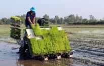 Huyện Tiên Lãng:  Phấn đấu gieo cấy 3.000 ha lúa chất lượng cao