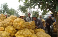 Huyện Tiên Lãng: Sẽ xây dựng 4 vùng sản xuất nông nghiệp tập trung ứng dựng công nghệ cao 