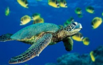 Chương trình bảo tồn các loài rùa nguy cấp