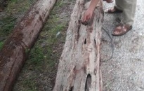 Phát hiện 2 cọc gỗ cổ tại xã Liên Khê (Thủy Nguyên)