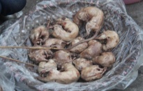 Tháng Chín về ăn chuột Tú Đôi