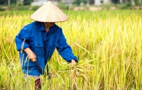 Huyện Tiên Lãng:  Dự kiến năng suất lúa mùa đạt 57,3 tạ/ha 