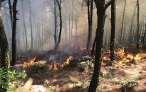 Quận Đồ Sơn: 3 vụ cháy liên tiếp thiêu rụi khoảng 9000 m2 thảm thực vật 